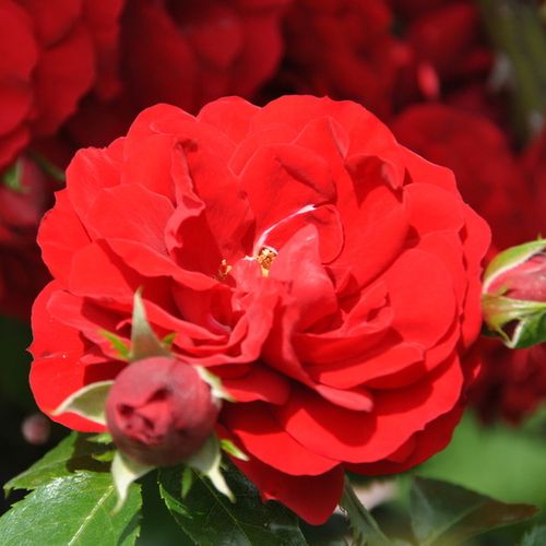 Vendita, rose rose climber - rosso - Rosa Amadeus® - rosa dal profumo discreto - W. Kordes & Sons - ,-